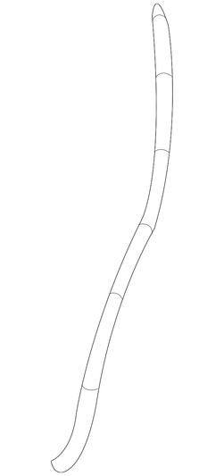 Rear Weather-Strip